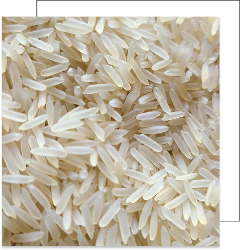 Raw Basmati Rice